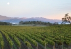 Meteor Vineyard in the Heart of Coombsville AVA
